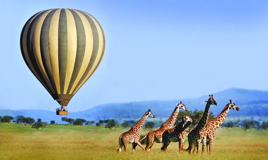 Baloon Safari
